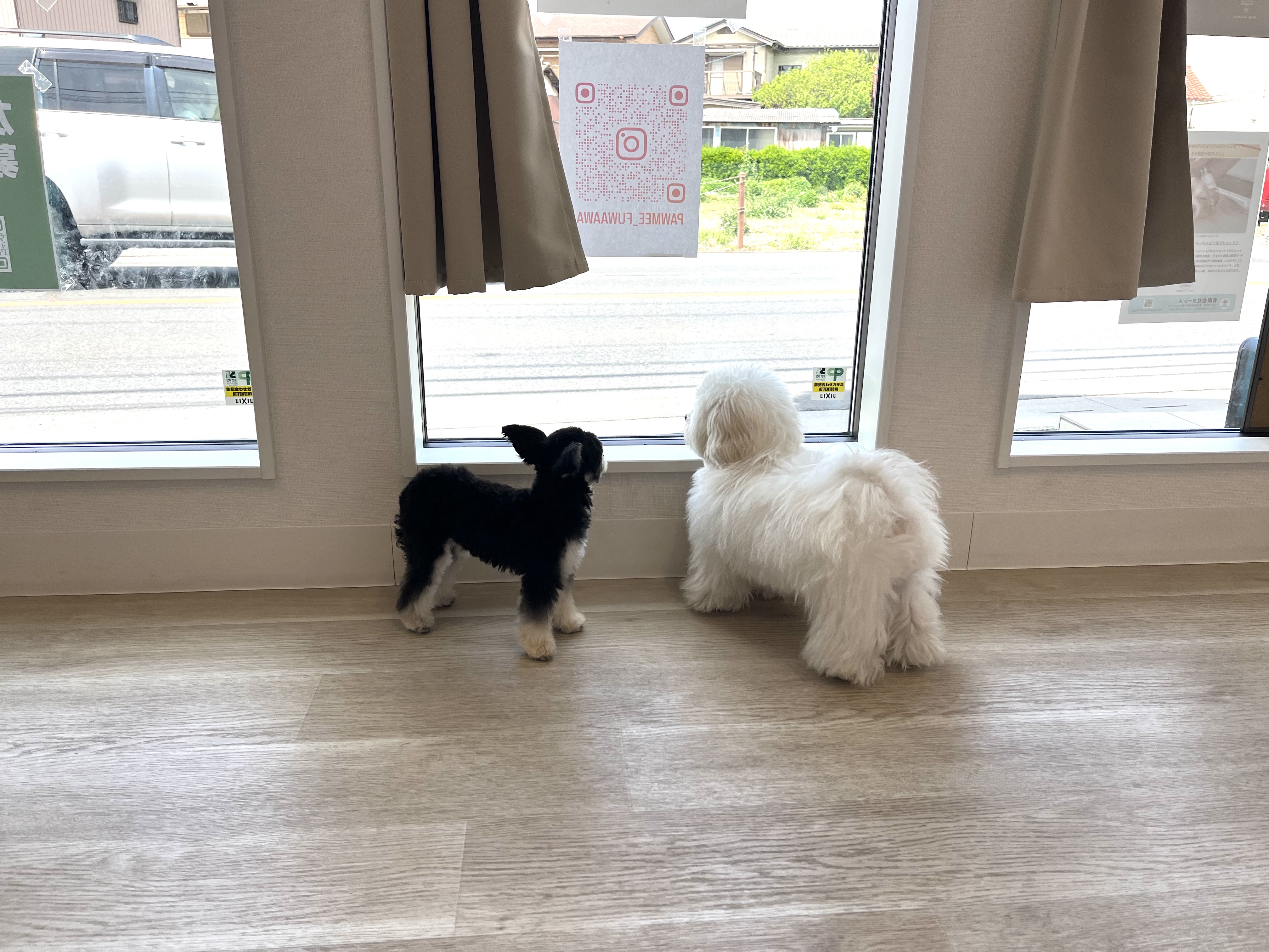犬２匹が待っている写真